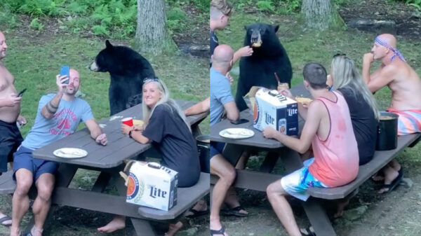 Niets te zien hier: gewoon een gezellige picknick met wat vrienden