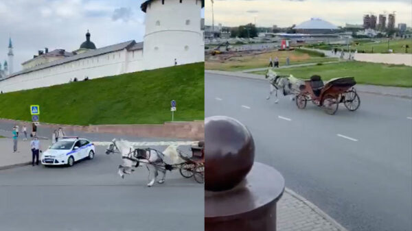 Losgeslagen koetspaard wordt gestopt door bus die de weg blokkeert