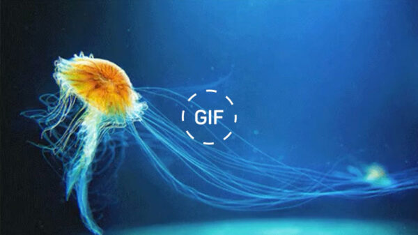 Gifdump: 27 voorbeelden van heerlijke OCD-gifs