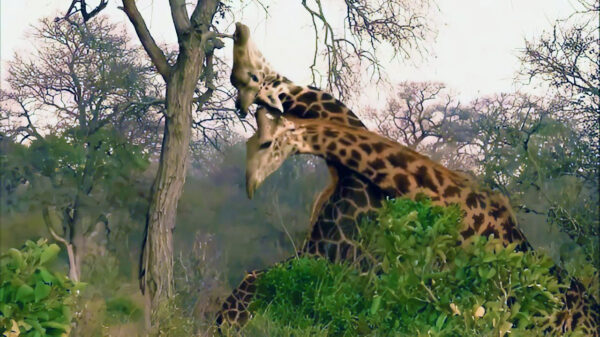 Giraffe gaat knock-out na een goed geplaatste zwiep met zijn hoofd