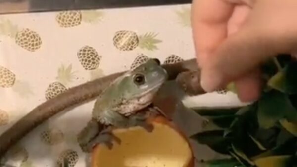 Gulzige kikker wil je complete hand opeten