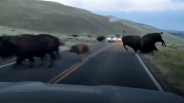 Bizon is helemaal klaar met soortgenoot die het verkeer ophoudt