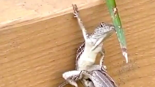 Die hagedissen van tegenwoordig hebben echt geen schaamte meer