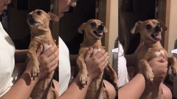 Vrouw voert een duiveluitdrijving uit op haar bezeten hond