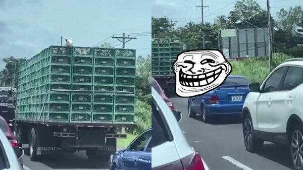 Wait for it: kip weet te ontsnappen tijdens ritje naar slachthuis