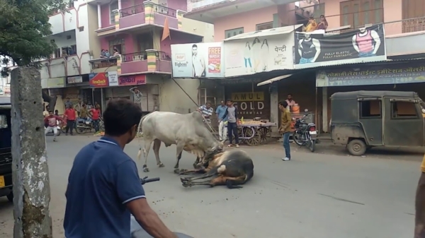 Een stierengevecht in India gaat er net even iets anders aan toe