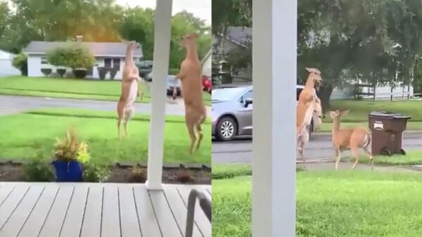 Als je buurvrouwen hun meningsverschil in jouw voortuin uitvechten