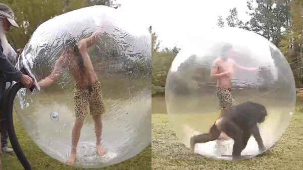 In een opblaasbare bal kun je prima apenkooien