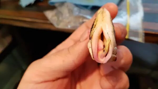 Alleen viespeuken zien iets anders in deze willekeurige producten