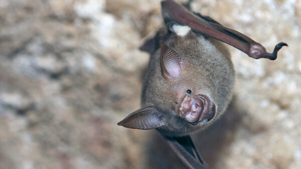 Hang een camera ondersteboven tussen de vleermuizen en je hebt een goth-rave