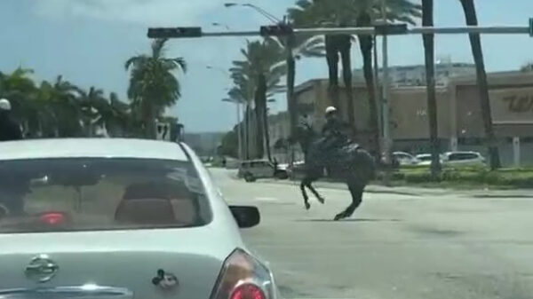 Soms hebben politiepaarden ook wel eens hun dag niet