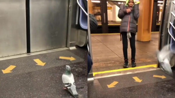 Duif laat metropassagier zich helemaal het apezuur schrikken