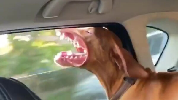 Windhond haalt even wat frisse lucht