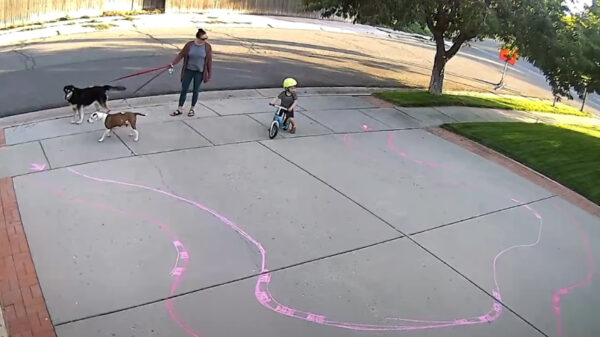 Man heeft verassing voor koter die op zijn oprit speelt