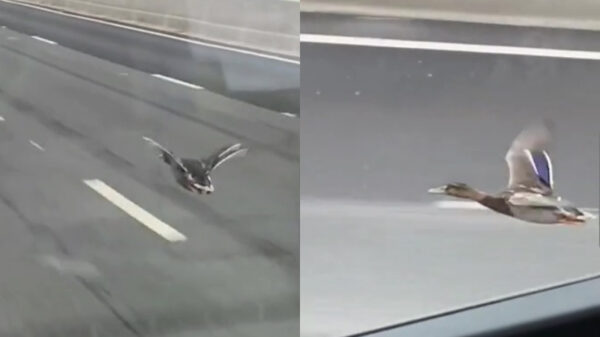 Eend houdt zich keurig aan de minimumsnelheid op de snelweg