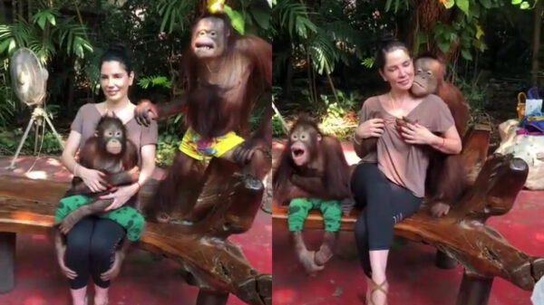 Orang-oetan laat er tijdens fotosessie geen gras over groeien