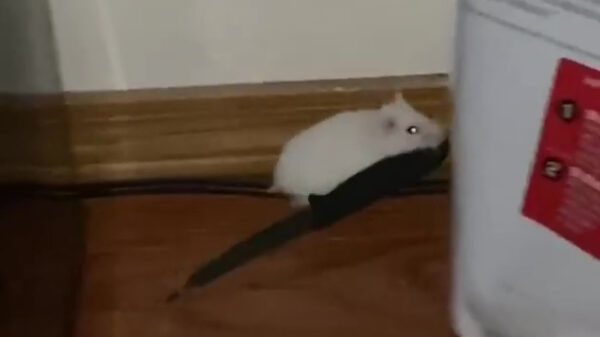 Ook hamsters beginnen zich tegenwoordig te bewapenen