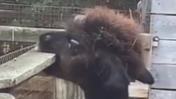 Zeg, is die lama me nu aan het verleiden?