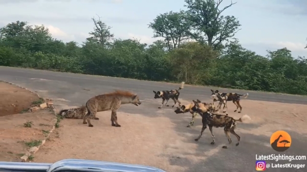 Hyena beschermt zijn jong tegen een grote groep wilde honden