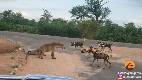 Hyena beschermt zijn jong tegen een grote groep wilde honden