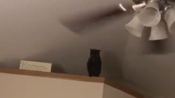 Kat heeft na sprong nog maar 8 levens over