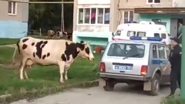 Koeien laten zich door Russische agent niet zomaar wegjagen