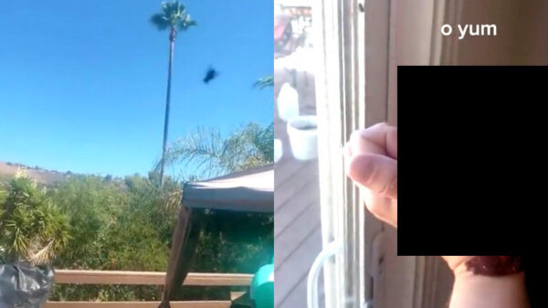 Dit is waarschijnlijk de vetste en duurste vliegenmepper die je ooit hebt gezien