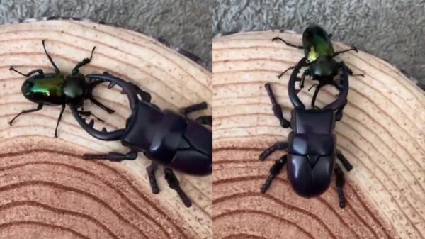 Kever laat zien sterker te zijn dan een robot