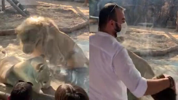 Dierentuinbezoekers krijgen extragratis lesje biologie