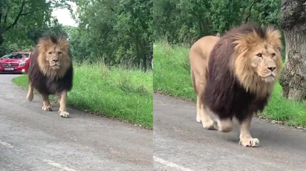 Joekel van een leeuw komt even een kijkje nemen bij bezoekers safaripark