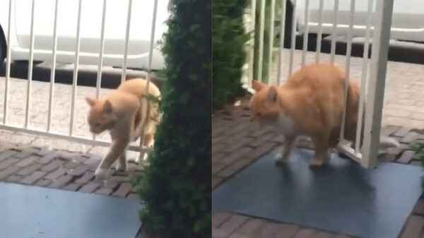 Ook bij deze poes beginnen de coronakilo's zichtbaar te worden