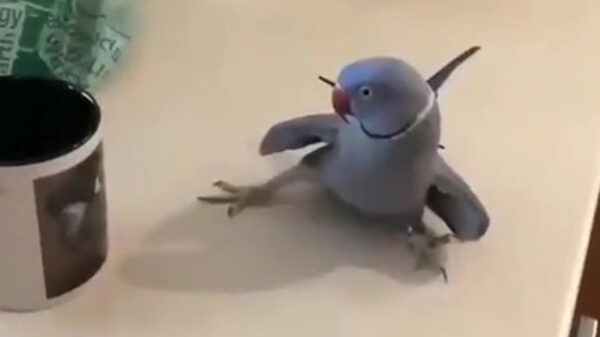 Vogel is ernstig onder de indruk van de foto op een mok