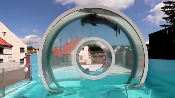 Deze zeehond zwemt de hele dag rondjes