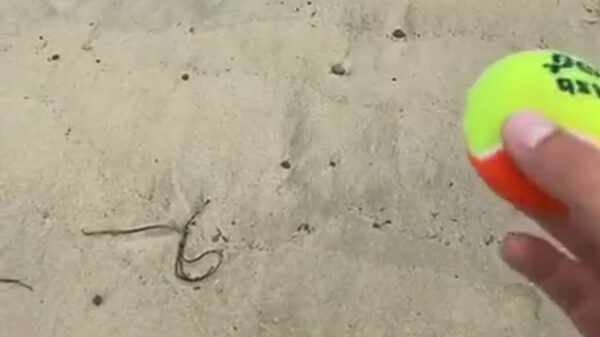 Volgens mij is mijn hond kapot