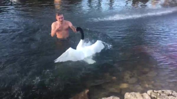Russische zwemmer probeert een potje te matten met een zwaan