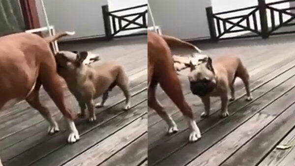 Spike leert dat hij zijn snuit niet in andermans zaken moet steken