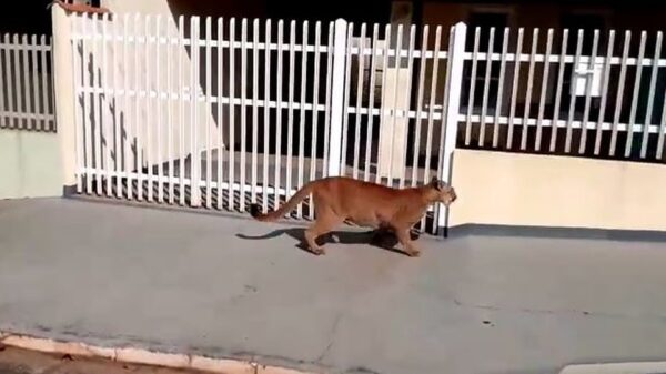 Jaguar maakt de straten van Braziliaans dorpje onveilig