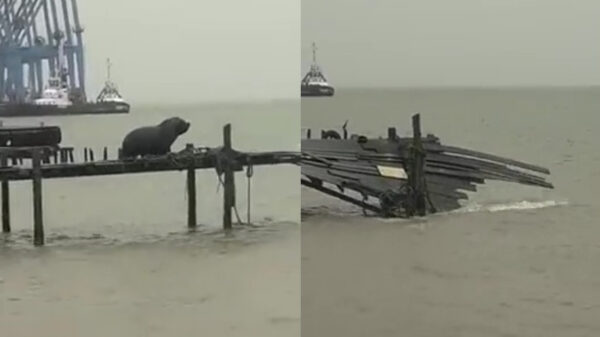 Zeeleeuw blijkt te zwaar voor steiger