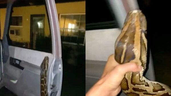 Altijd lullig als je slang net via dat ene kleine gaatje ontsnapt