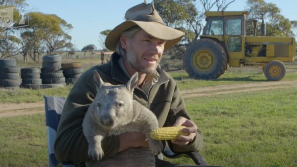 Hongerige wombat heeft absoluut geen enkele tafelmanieren