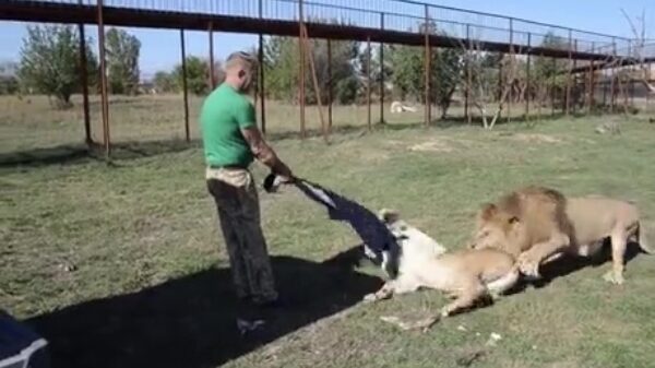 Mannetjesleeuw komt de dierenverzorger even helpen met zijn trui
