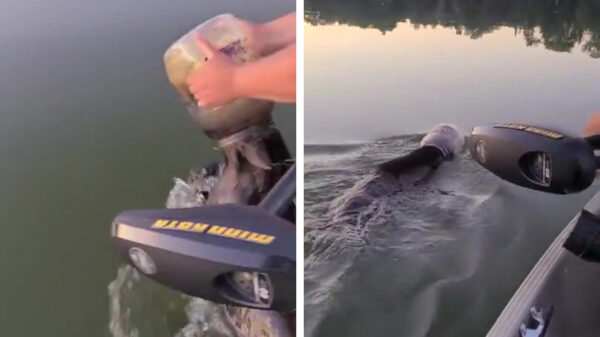 Eindbazen redden beer met fles om zijn kop van verdrinking