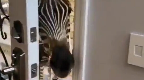 Goedemorgen, ik kom even binnen kijken