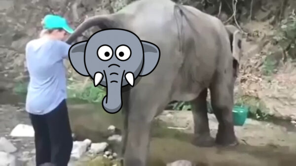 Dierenverzorgster vindt een groot pakketje in de grabbelton van Dombo