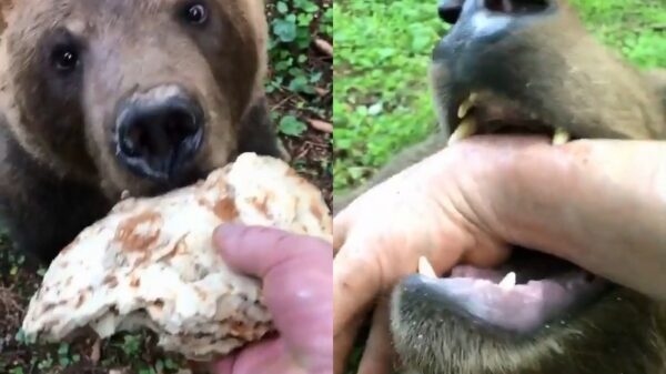 Maffe Rus trakteert bruine beer op een extra dikke pannenkoek