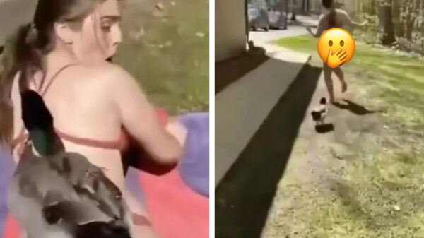 Even je huisdier vol in de aanvalsmodus laten gaan