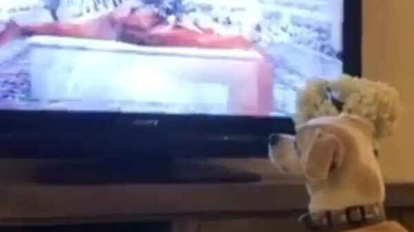 Niet alleen mensen genieten van schunnige videoclips