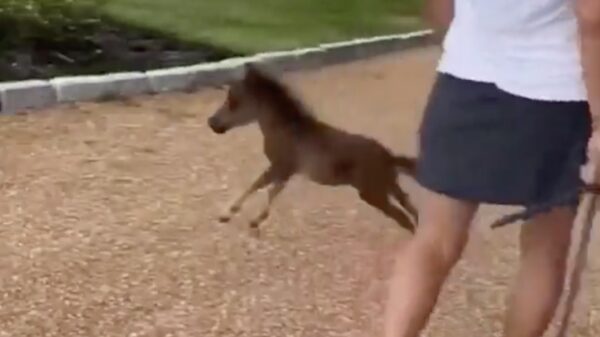 Help, ik heb m'n paard te heet gewassen