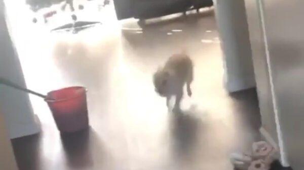 Zo weet je dat je je ramen goed hebt schoongemaakt