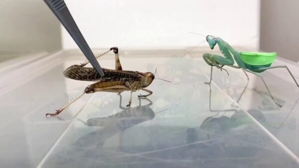 Bidsprinkhaan werkt grote sprinkhaan binnen no-time naar binnen